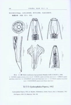 Fauna Sinica: Invertebrata, Volume 51: Nematoda: Rhabditida: Strongylata (II) [Chinese] -Rode Sales Store 219241 2