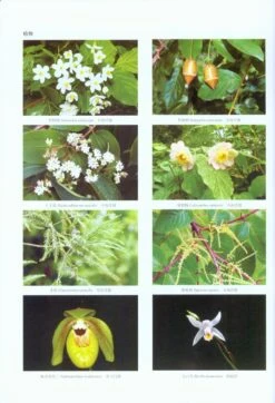 The Checklist Of Cultivated Plants Of Shanghai Chenshan Botanical Garden -Rode Sales Store 220113 2