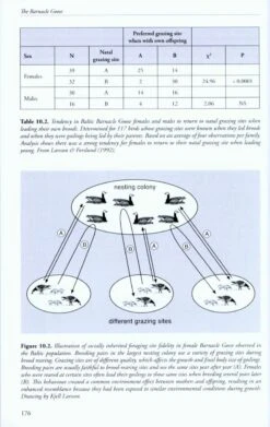 The Barnacle Goose -Rode Sales Store 220335 3