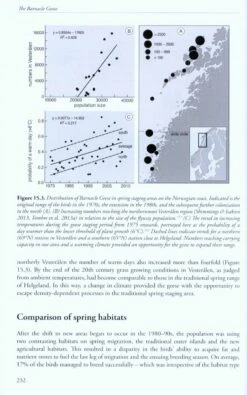The Barnacle Goose -Rode Sales Store 220335 4