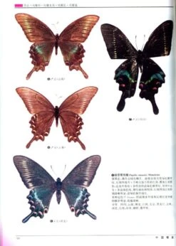 Monographia Rhopalocerorum Sinensium (2-Volume Set) [Chinese] -Rode Sales Store 22099 3