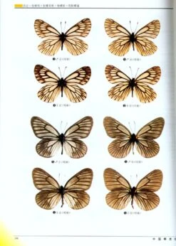 Monographia Rhopalocerorum Sinensium (2-Volume Set) [Chinese] -Rode Sales Store 22099 4