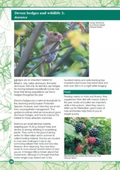 Devon Hedges -Rode Sales Store 221637 2