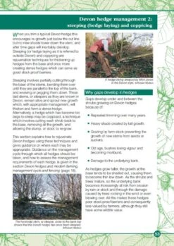 Devon Hedges -Rode Sales Store 221637 3