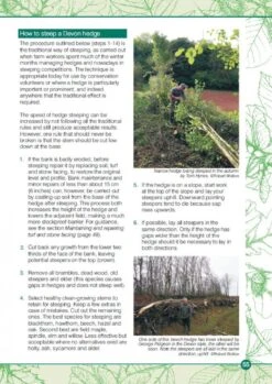 Devon Hedges -Rode Sales Store 221637 4