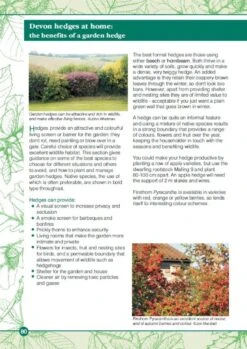 Devon Hedges -Rode Sales Store 221637 6