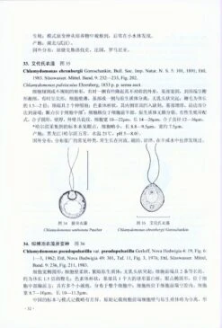 Flora Algarum Sinicarum Aquae Dulcis, Volume 20: Chlorophyta: Chlorophyceae: Order Volvocales (II) Genus Chlamydomonas [Chinese] -Rode Sales Store 222878 2