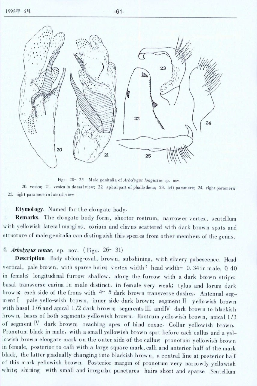 Research Materials On Pentatomidae In China 3 Research Materials On Pentatomidae In China - Image 3