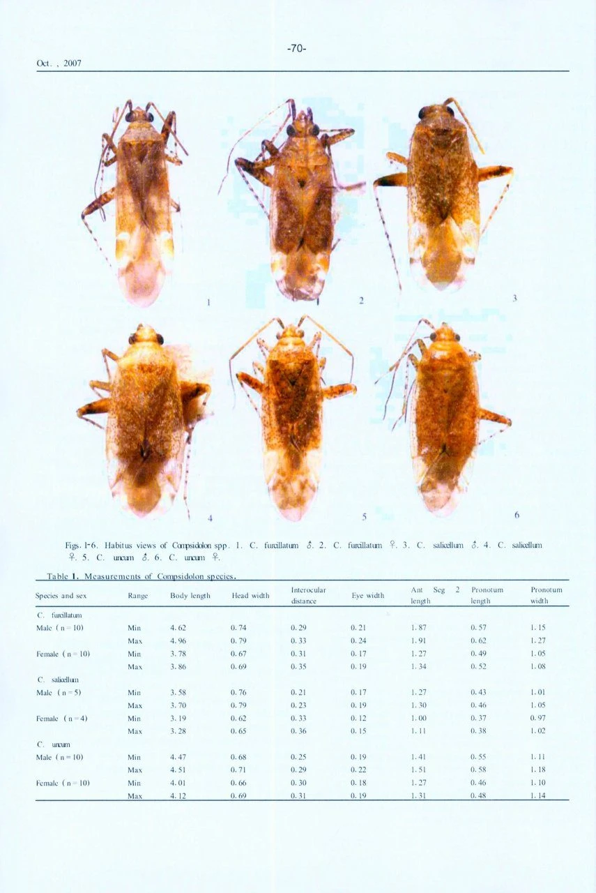 Research Materials On Pentatomidae In China 4 Research Materials On Pentatomidae In China - Image 4