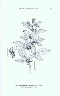 Flora Of West Bengal, Volume 2 -Rode Sales Store 223998 2