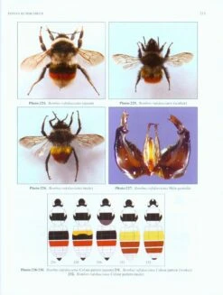 Indian Bumblebees -Rode Sales Store 224497 2