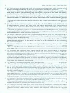 Indian Bumblebees -Rode Sales Store 224497 4