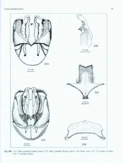 Indian Bumblebees -Rode Sales Store 224497 5