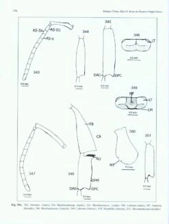 Indian Bumblebees -Rode Sales Store 224497 7