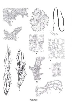 Seaweeds Of The Northwest Atlantic -Rode Sales Store 224566 2