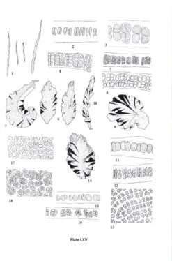 Seaweeds Of The Northwest Atlantic -Rode Sales Store 224566 3