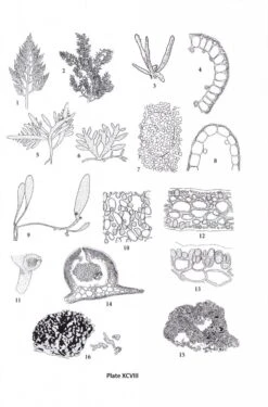 Seaweeds Of The Northwest Atlantic -Rode Sales Store 224566 4