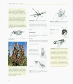 Richtersveld -Rode Sales Store 224700 4