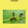 Advances In Hymenoptera Research In China (Formicidae)