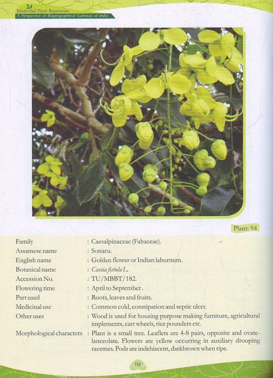 Medicinal Plant Repertoire 2 Medicinal Plant Repertoire - Image 2