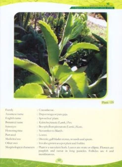 Medicinal Plant Repertoire 7 Medicinal Plant Repertoire -Rode Sales Store 225314 2