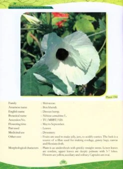 Medicinal Plant Repertoire 8 Medicinal Plant Repertoire -Rode Sales Store 225314 3