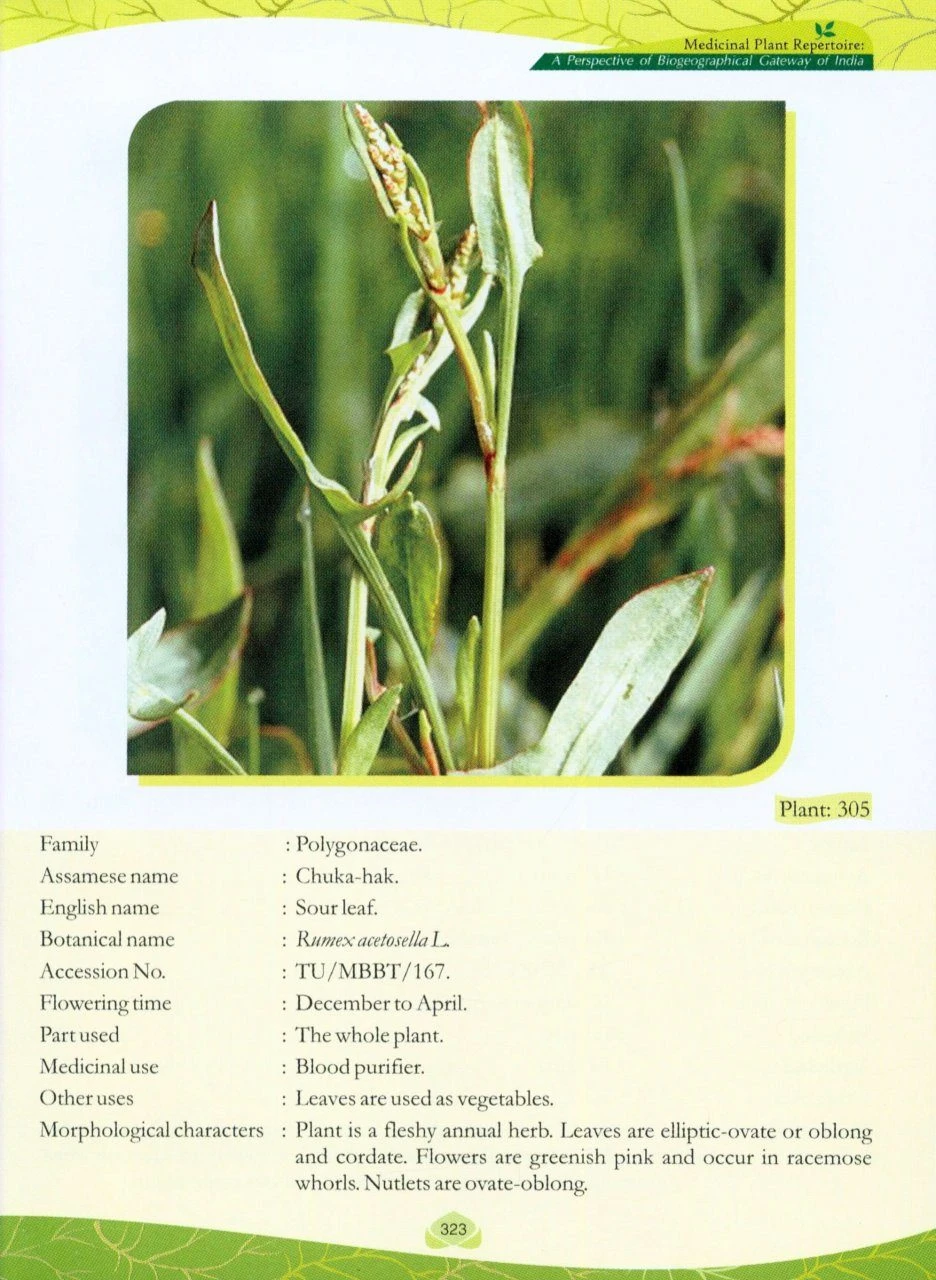 Medicinal Plant Repertoire 5 Medicinal Plant Repertoire - Image 5