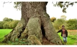 Arbres Remarquables En Bretagne [Remarkable Trees In Bretagne] -Rode Sales Store 225509 2