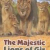 The Majestic Lions Of Gir