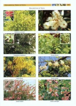 Ornamental Trees Of India -Rode Sales Store 225666 3