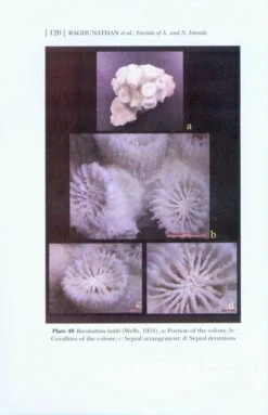 Faviids Of Andaman And Nicobar Islands -Rode Sales Store 226014 2