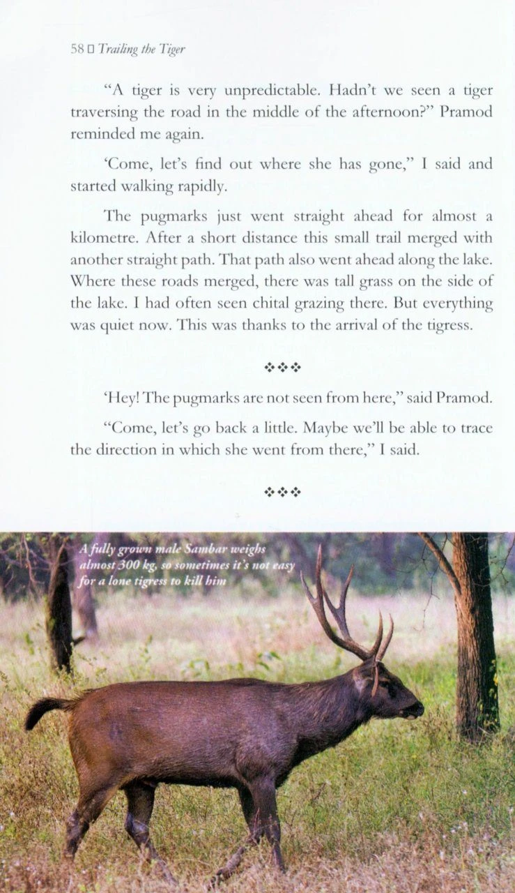 Trailing The Tiger 3 Trailing The Tiger - Image 3