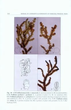 Manual Of Liverworts & Hornworts Of Himachal Pradesh, India -Rode Sales Store 226233 3