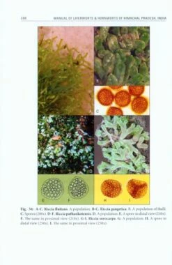 Manual Of Liverworts & Hornworts Of Himachal Pradesh, India -Rode Sales Store 226233 4