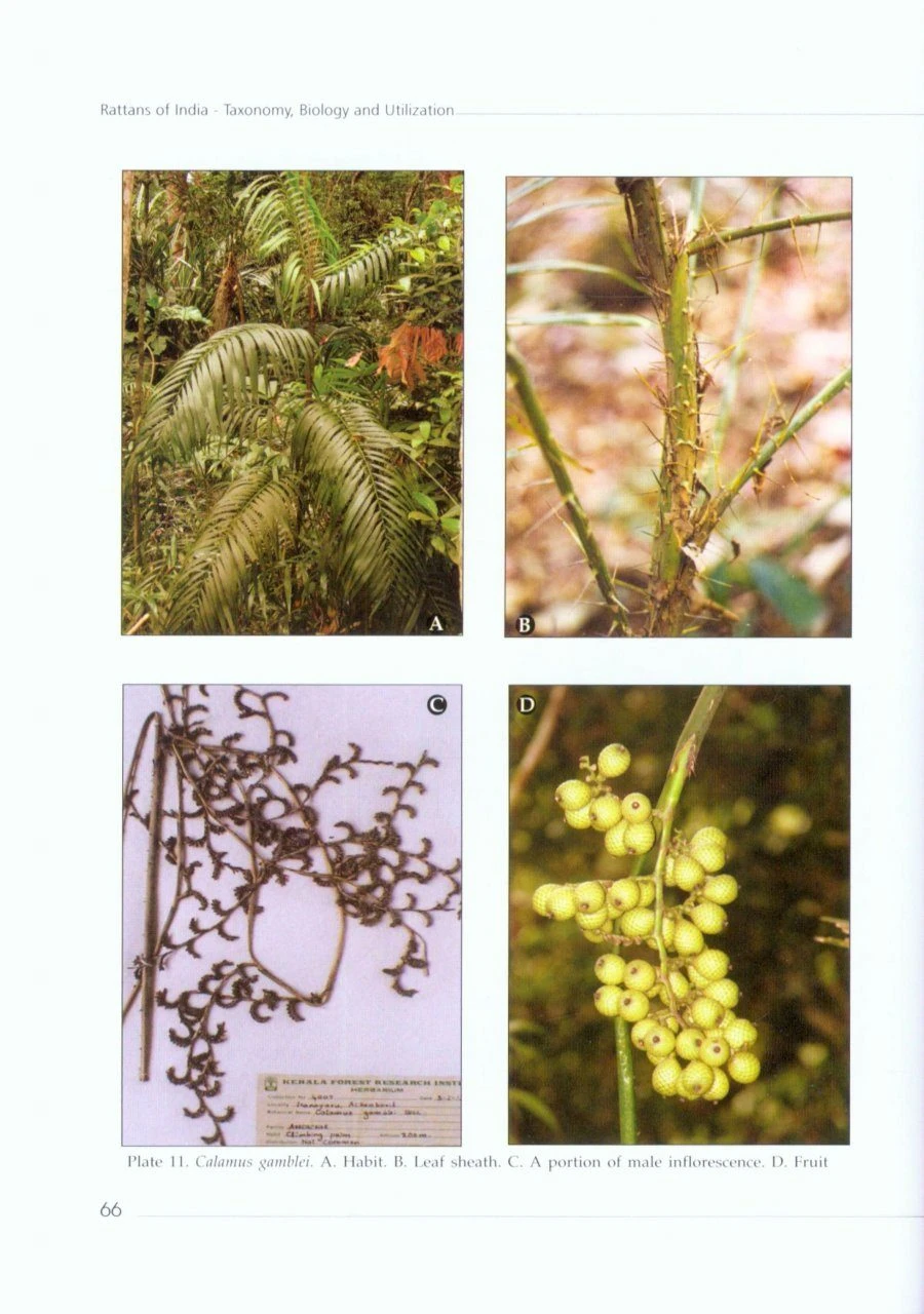 Rattans Of India 2 Rattans Of India - Image 2