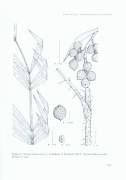 Rattans Of India 7 Rattans Of India -Rode Sales Store 226712 2