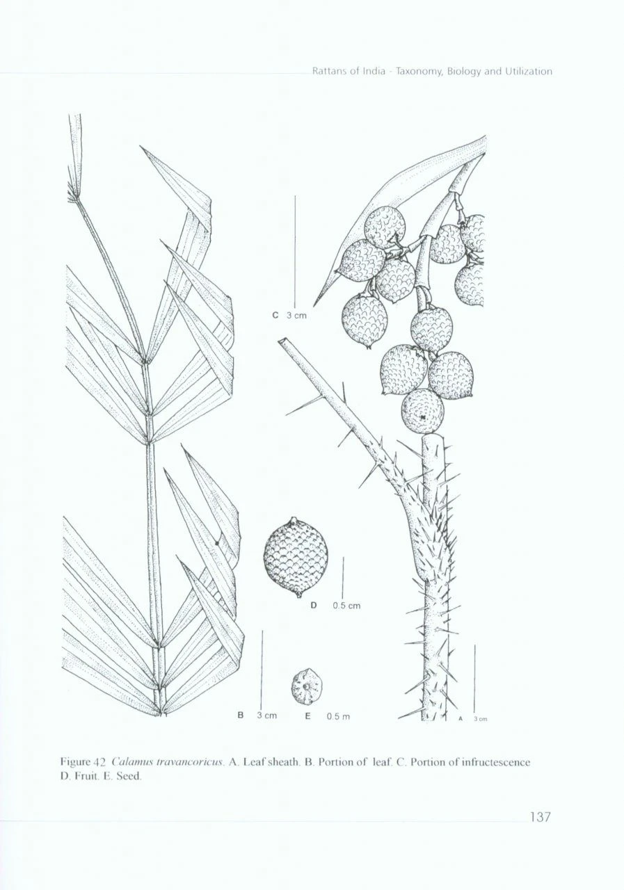 Rattans Of India 3 Rattans Of India - Image 3