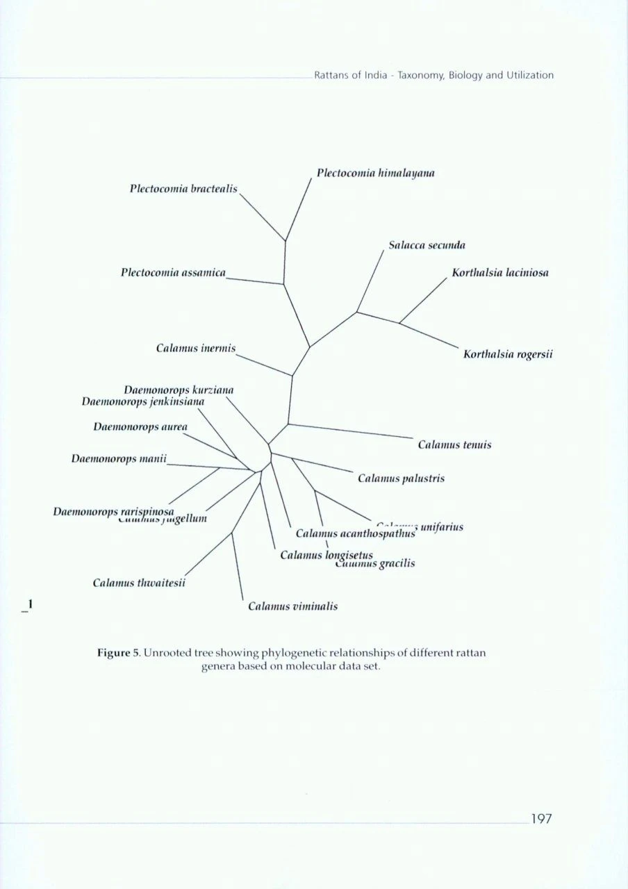 Rattans Of India 4 Rattans Of India - Image 4
