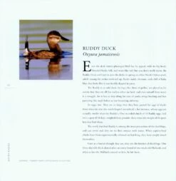 Water Babies -Rode Sales Store 227070 2