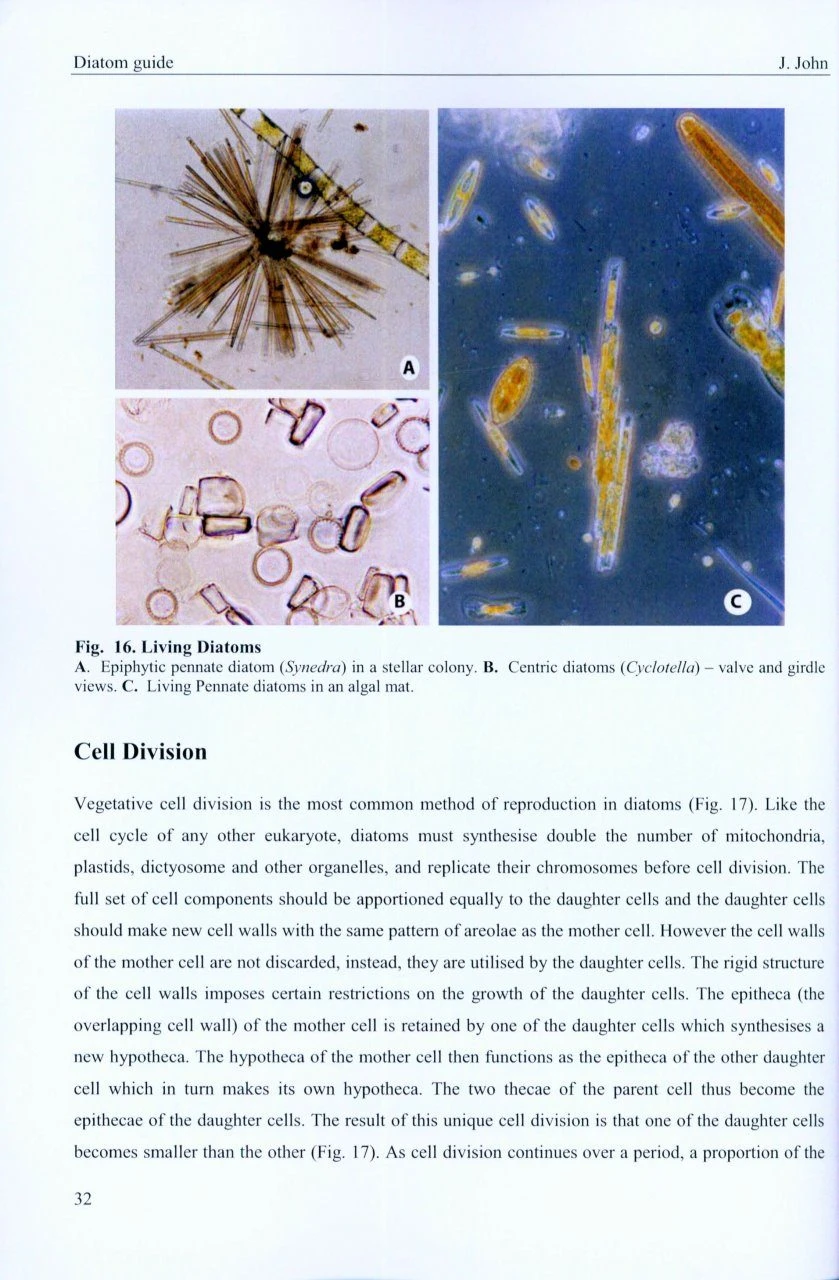 A Beginner's Guide To Diatoms 2 A Beginner's Guide To Diatoms - Image 2