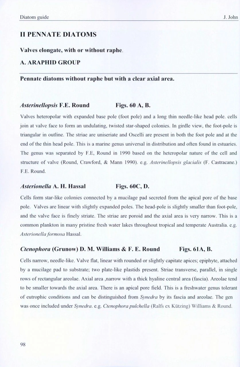 A Beginner's Guide To Diatoms 4 A Beginner's Guide To Diatoms - Image 4