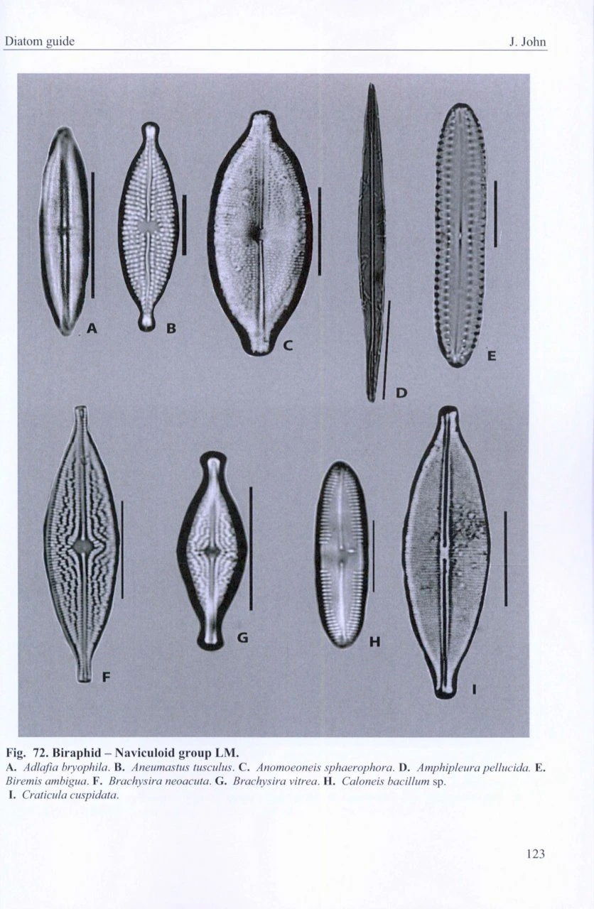 A Beginner's Guide To Diatoms 5 A Beginner's Guide To Diatoms - Image 5