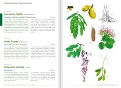 Remarkable Plants Of Vanuatu / Plantes Remarquables Du Vanuatu -Rode Sales Store 227422 3
