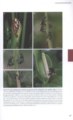 Aracées De Guyane Française [Araceae Of French Guiana] -Rode Sales Store 227570 2