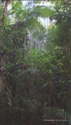 Aracées De Guyane Française [Araceae Of French Guiana] -Rode Sales Store 227570 4