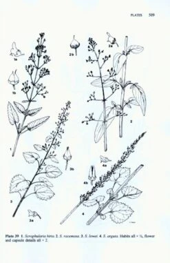 Flora Of Madeira -Rode Sales Store 227820 3