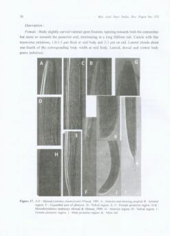 The Genus Mesodorylaimus Andrássy, 1959 (Nematoda: Dorylaimida) -Rode Sales Store 228159 3