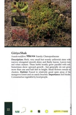 Common Mangroves Of Sundarbans -Rode Sales Store 228395 2