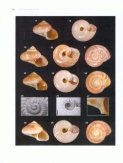 Tropical Deep-Sea Benthos, Volume 29 [Memoires Du Museum National D'Histoire Naturelle, Volume 208] -Rode Sales Store 228869 2