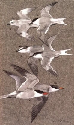 An Illustrated Guide To The Birds Of Sri Lanka -Rode Sales Store 229457 2